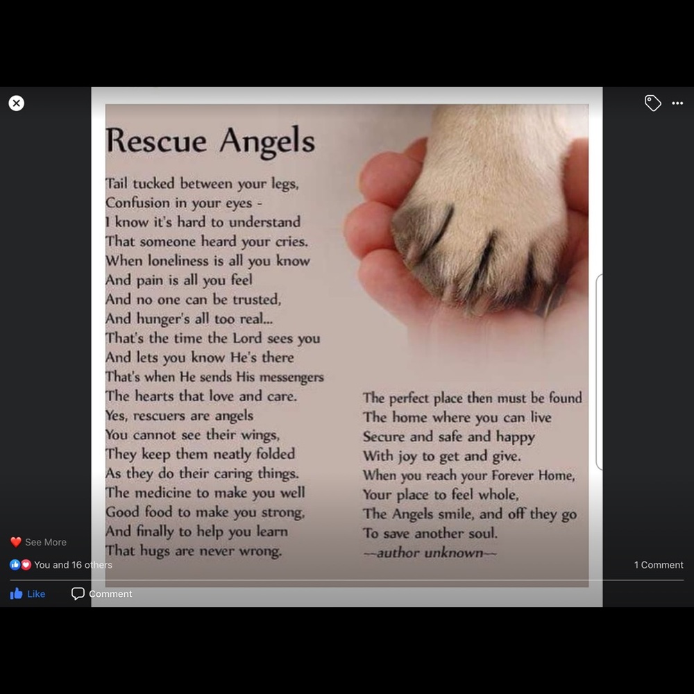 ❤️🐾Please Remember to be kind  ! 🐾❤️ - Picture 7 of 8
